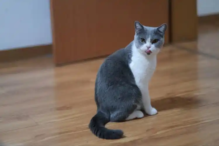 猫咪肖像英短蓝白