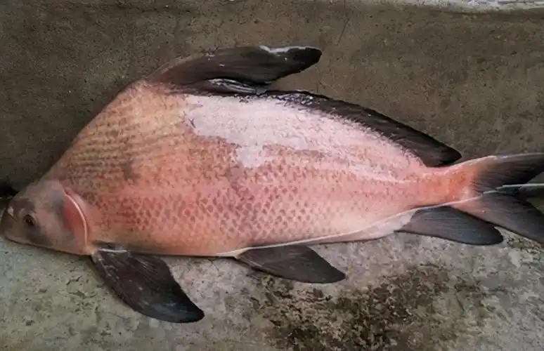 胭脂鱼的怒火外形靓丽肉质鲜美终是红颜薄命