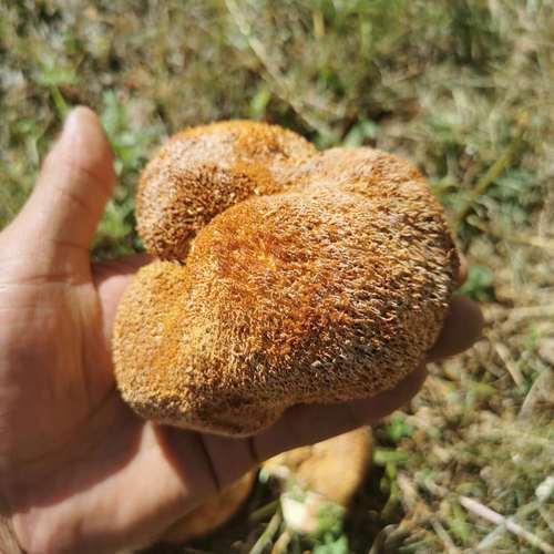 大兴安岭特产猴头菇食用菌干货蘑500克产地发货