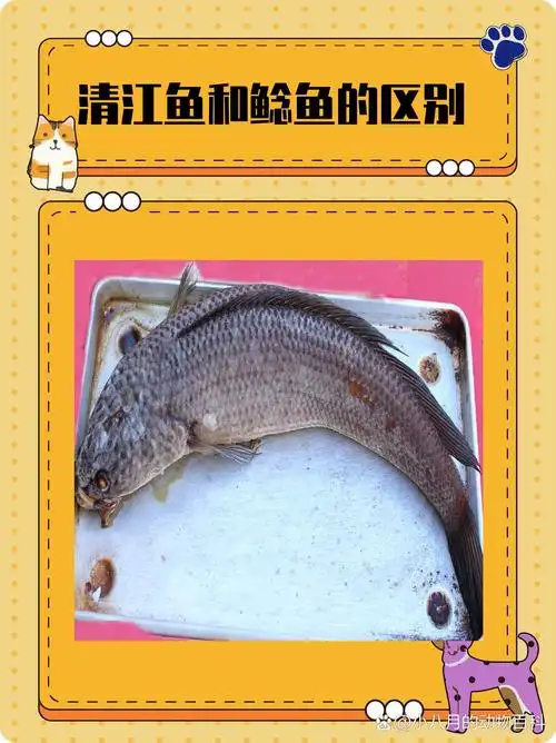 清江鱼和鲶鱼的区别