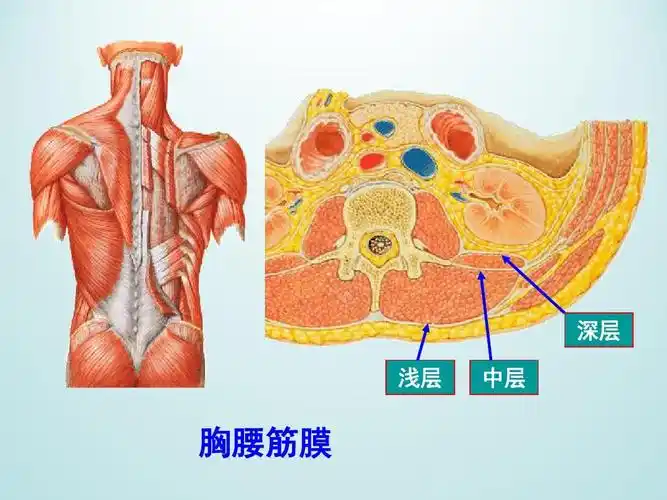 适用于临床医学 深层 浅层 中层 胸腰筋膜