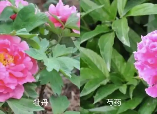 芳菲四月,与花为邻,牡丹与芍药如何在诗词中争宠争霸?