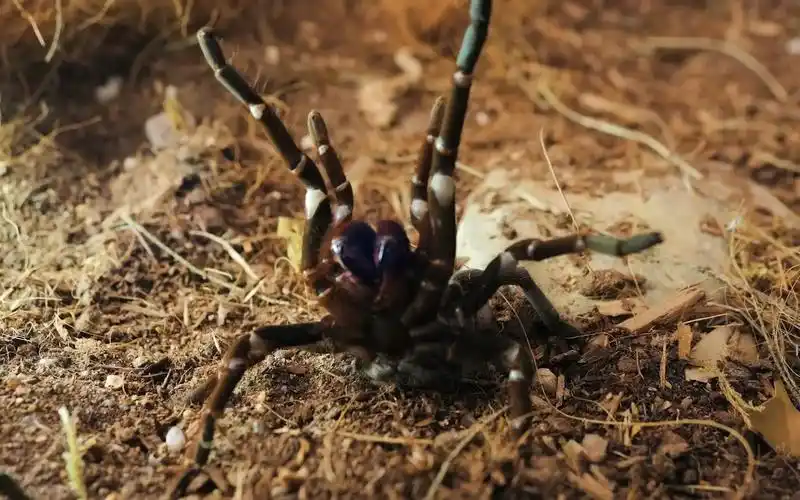 美国市场最不受待见的5种捕鸟蛛 top 5 most hated tarantulas!