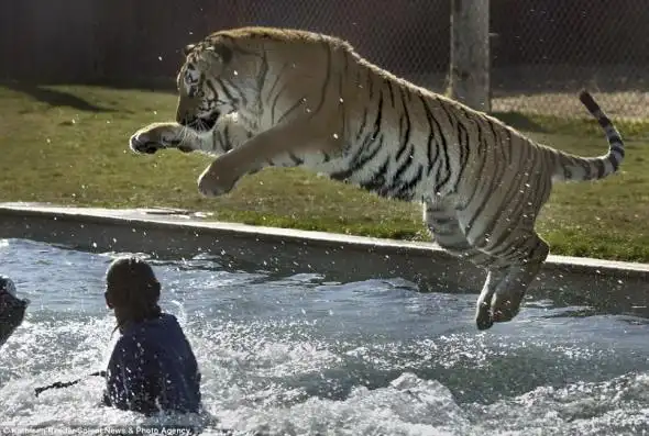老虎跃入水池与饲养员嬉戏,桂视网
