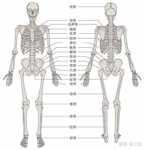 骨骼会为身体提供结构支撑,充当允许身体节段和关节运动的杠杆系统