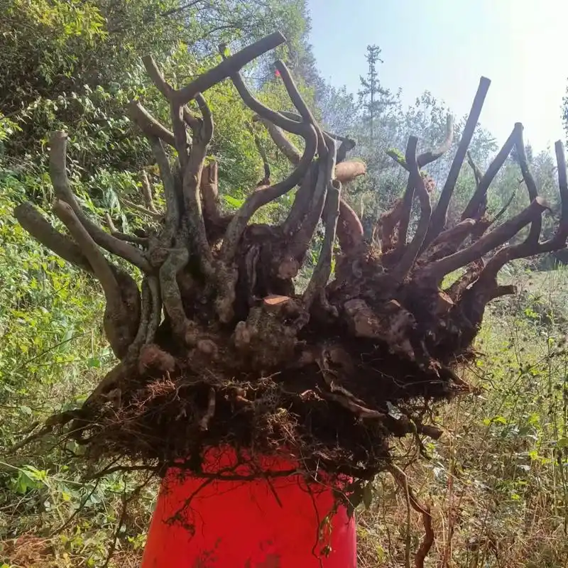 映山红老桩,桩型漂亮