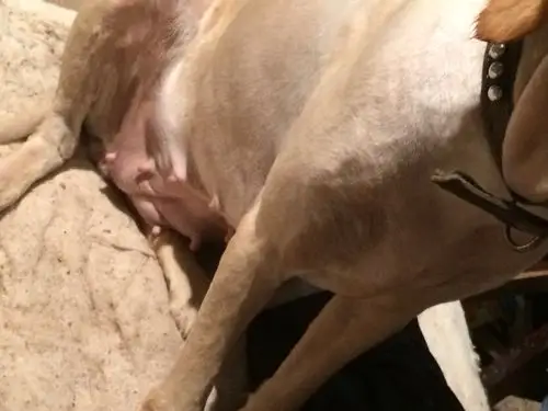 帮忙看看我的金毛怀孕了吗?配种45天