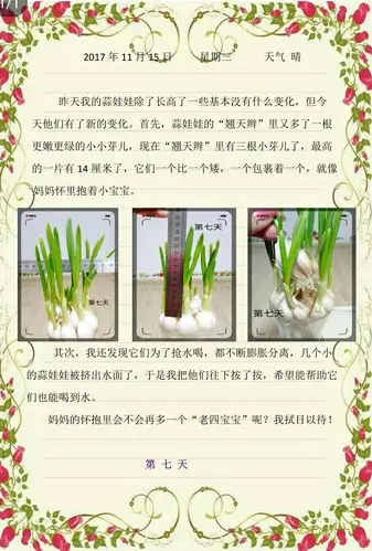 大蒜观察日记 ——白色蒲公英中队小伞兵 彭宇桐