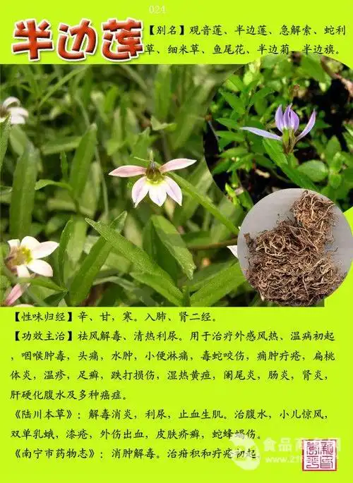 半边莲浸膏(中国 西安市)
