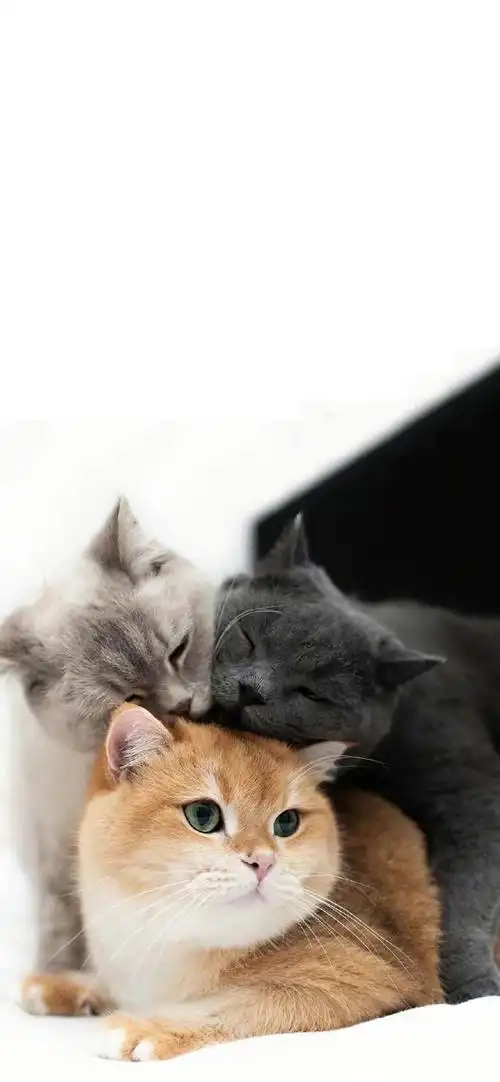 #锁屏壁纸##可爱的终点是奶猫#