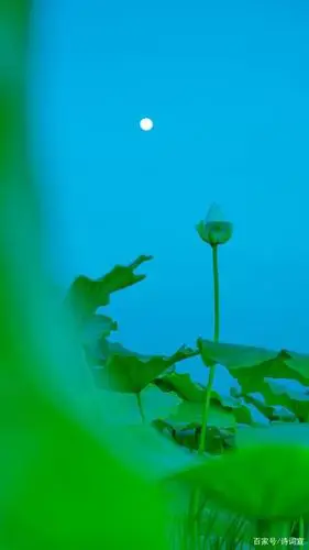 月光下的荷花,美如国画,朱自清的《荷塘月色》也不过如此吧?