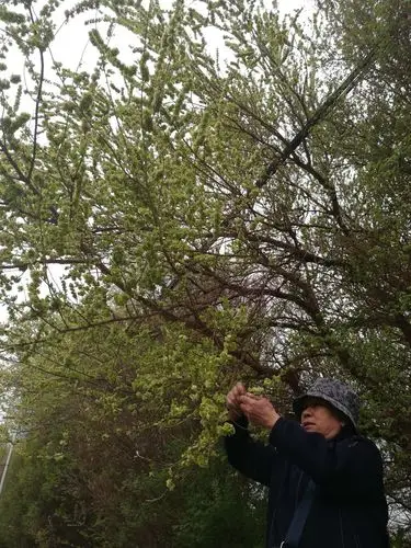 母亲摘榆钱