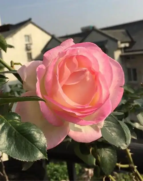 优秀的公主型月季——摩纳哥公主