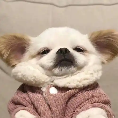 有趣萌宠头像可爱搞怪搞笑图片,逗比搞笑的萌宠图片个性头像_搞笑头像