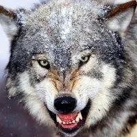 狼图片大全大图霸气 凶猛霸气的狼头像图片_动物头像_美头网