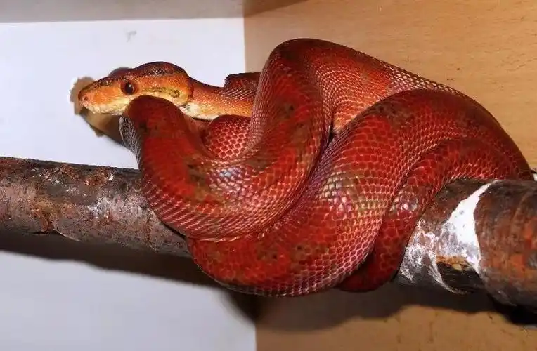 附录二亚马孙树蚺你是蒸熟了么红成这个样子