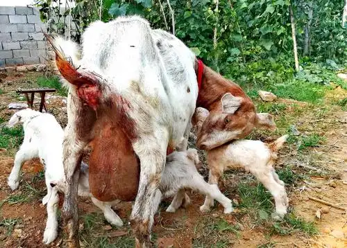 血水未干,羊倌给母羊套上红带,母子依偎一团.