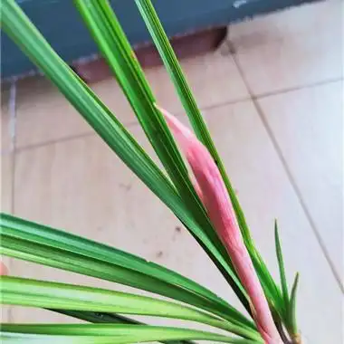 下s蕙兰传奇红素苞