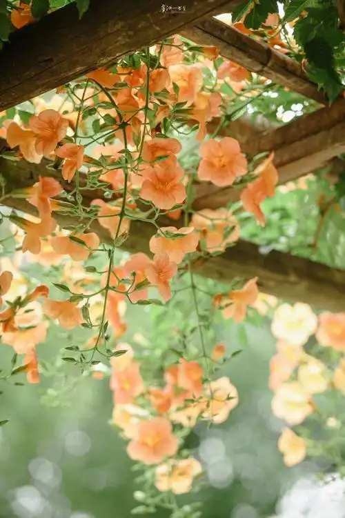 凌霄花 壁纸 背景图 高清 侵权删