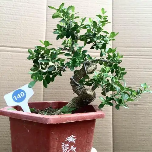 陇聚福黄杨盆景树桩微型盆景老桩瓜子黄杨小品 直径6公分以上造型盆景