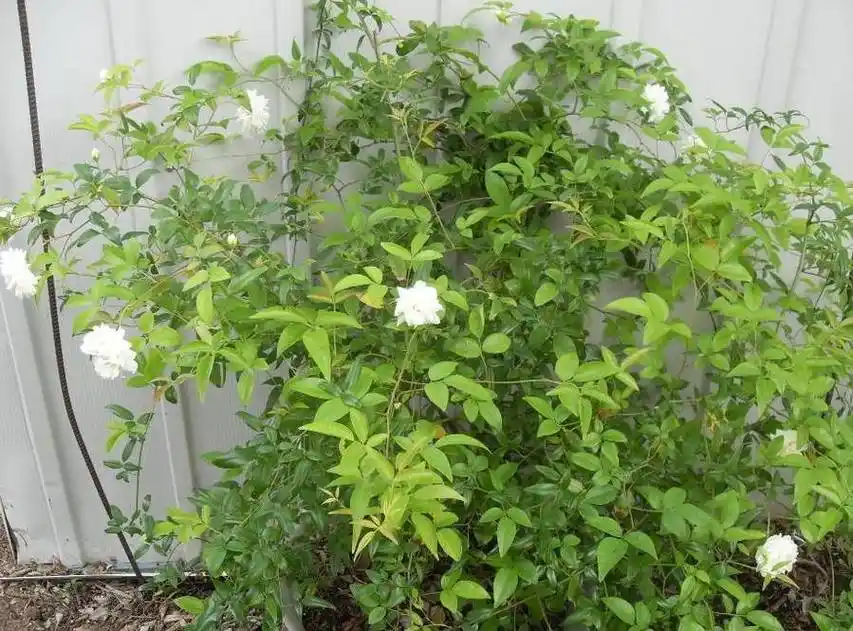 月季花嫁接在木香花上,没想到木香花比玫瑰还好美