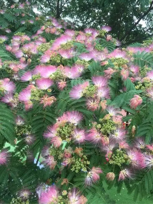 阳光下的芙蓉树