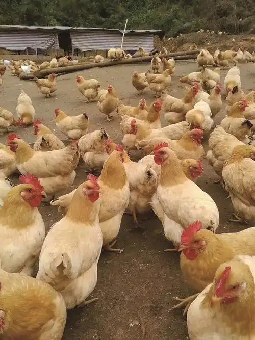 泰兴市吉明生态养鸡场出产的肉鸡等禽类