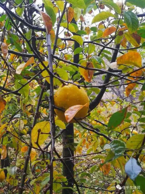 专栏任平生作品赏析木瓜颂平起平收中华通韵