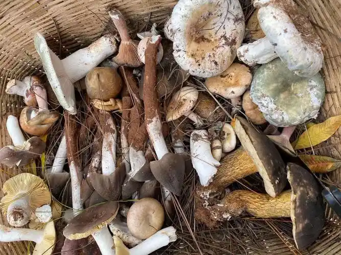 捡野生菌