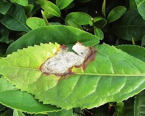 茶炭疽病