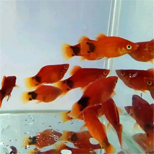 胎生鱼月光鱼米奇鱼玛丽鱼活体观赏鱼红剑鱼黑尾新手好养鱼热带鱼