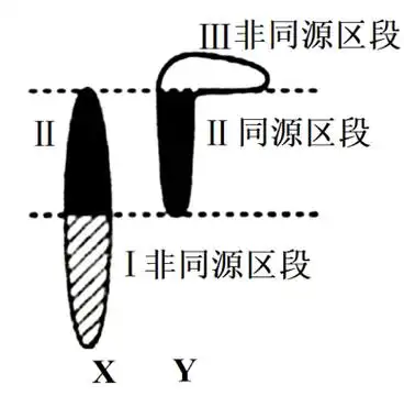 人的x染色体和y染色体大小形态不完全相同存在着同源区段Ⅱ和非同源区