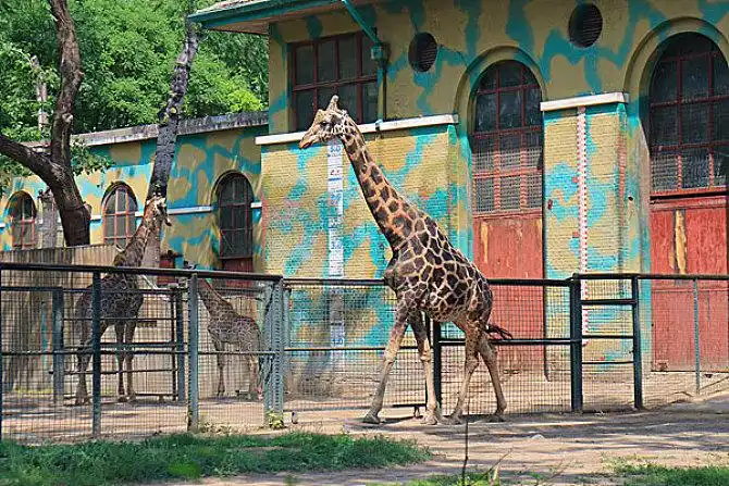 北京动物园图片_全景网
