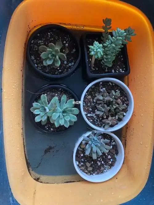 多肉浸盆