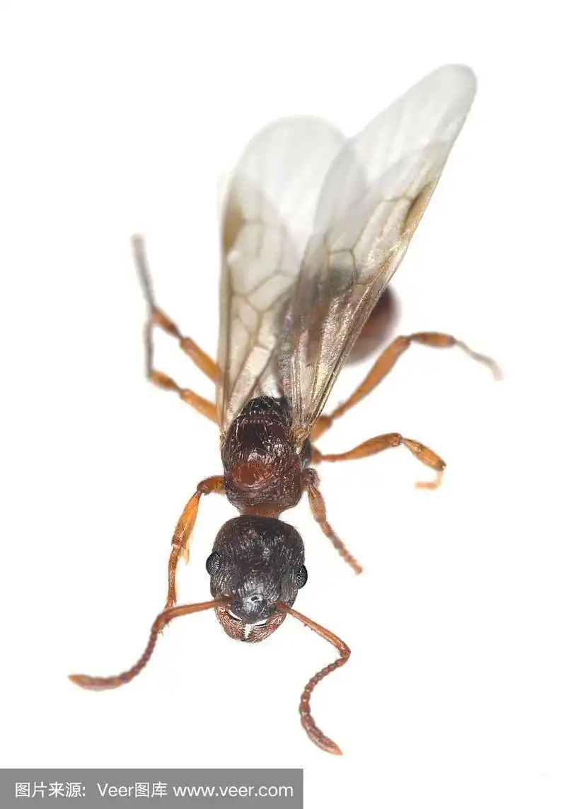 蚂蚁,白色背景,翅膀,红色,分离着色