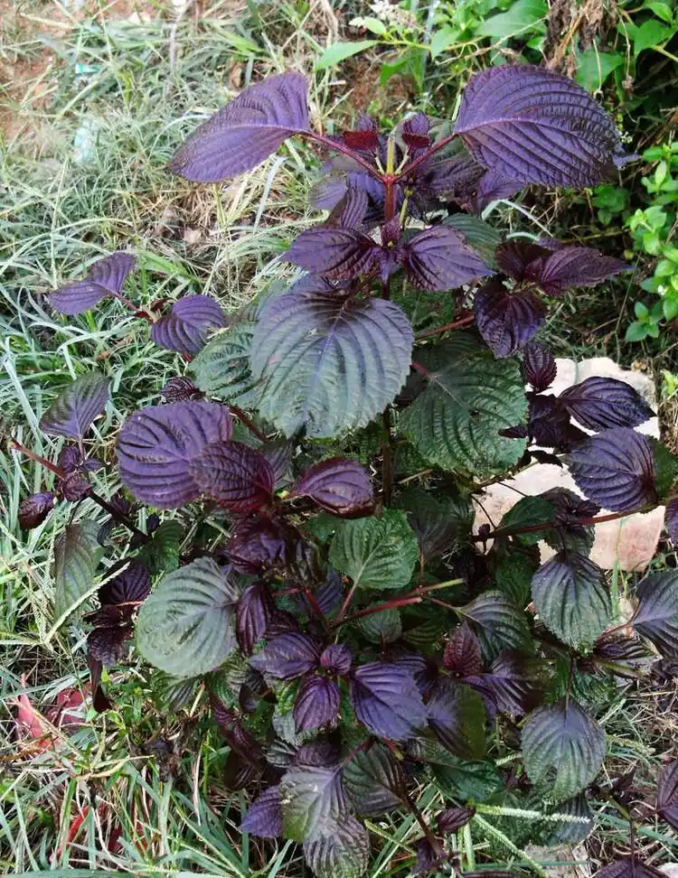 药草叫苏叶子又名紫苏《紫苏的功效与作用》 - 博览天下 - 我的博客