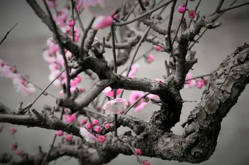 梅花树皮糙黑枝干虬曲苍劲嶙峋,有一种饱经沧桑威武不屈的阳刚之美.