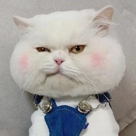 猫咪头像丨腮红球球