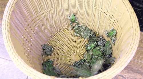 不但能种菜抓青蛙,每月逢10还能赶集!