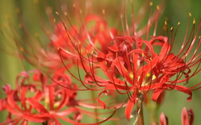 唯美鲜艳的彼岸花图片桌面壁纸