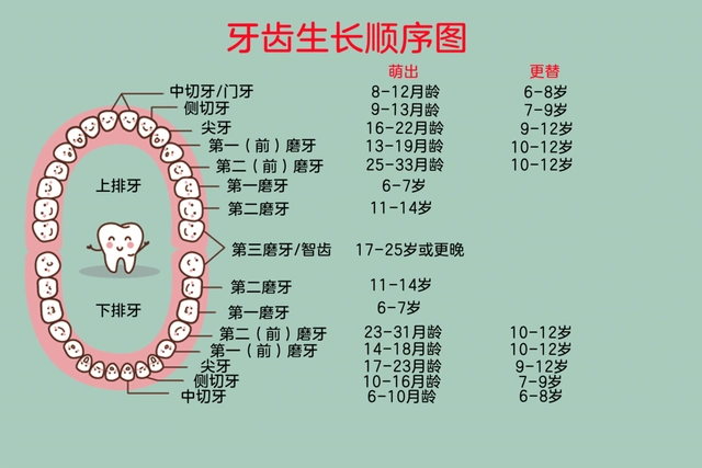 人的一生中会长出乳牙和恒牙两副牙齿,0-6岁的孩子由乳牙来完成咀嚼等