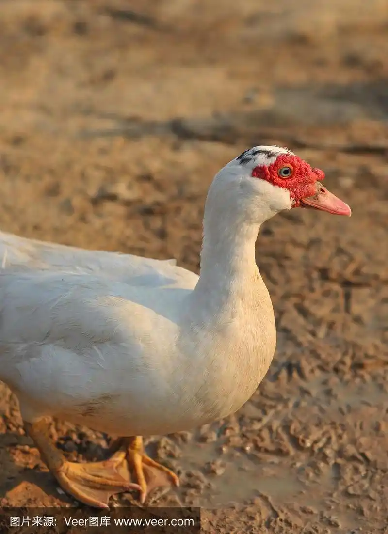 白色美洲家鸭