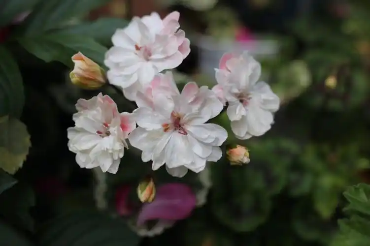 劳拉马乔里兽系天竺葵