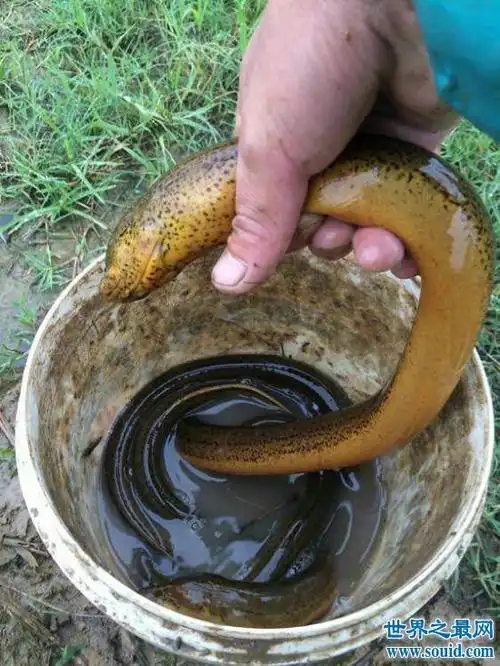 世界最大的黄鳝36斤,即使再大也逃脱不了被人类玩弄的命运