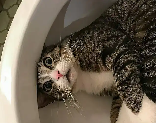 淋漓一番,突然发现马桶里有只猫正瞪大眼睛看着你,它的表情似乎在说:"