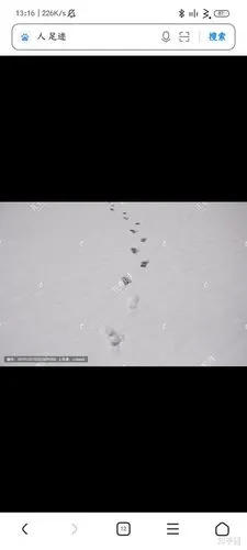 如何凭足迹判断动物是四足行走还是两足