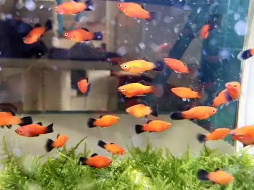 热带鱼观赏鱼黑尾月光鱼剑尾鱼水族宠物鱼活体鱼胎生鱼包活