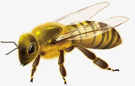 【三蜜蜂有几只眼睛】 - 乐乐问答