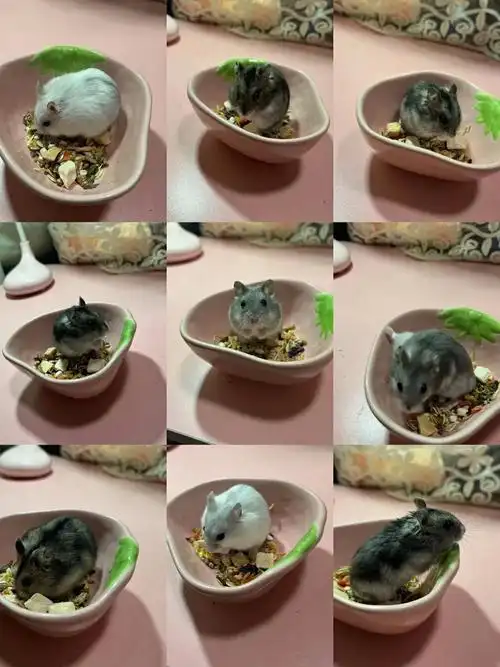 给仓鼠宝宝找家啦