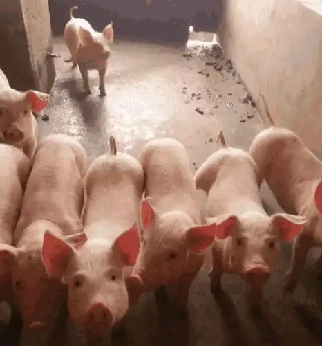 如何刺激仔猪的采食欲望?